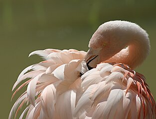 © Zoo Salzburg